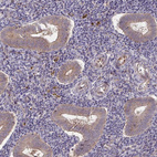 Immunohistochemical staining of human endometrium shows moderate cytoplasmic positivity in glandular cells.
