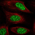 Immunofluorescent staining of human cell line U-2 OS shows localization to nucleoplasm & nuclear bodies.