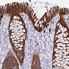 Anti-SEC14L3 Antibody