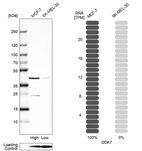 Western blot analysis in human cell line MCF-7 and human cell line SK-MEL-30.