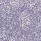 Anti-DSG4 Antibody