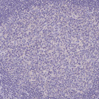 Anti-OR4P4 Antibody