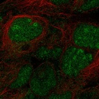Anti-STPG2 Antibody