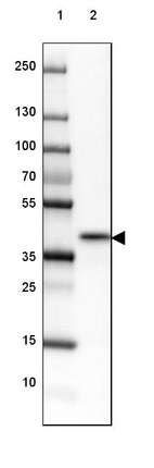 Lane 1: Marker [kDa] 250, 130, 100, 70, 55, 35, 25, 15, 10_br/_Lane 2: Human cell line PC-3