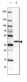 Anti-NRBF2 Antibody