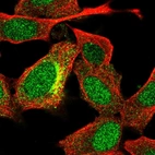 Immunofluorescent staining of human cell line SH-SY5Y shows localization to nucleus, cytosol & the Golgi apparatus.