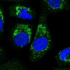 Immunofluorescent staining of human cell line A549 shows localization to mitochondria.
