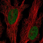 Anti-CLK2 Antibody