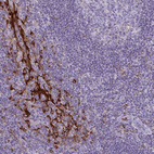 Immunohistochemical staining of human tonsil shows moderate cytoplasmic positivity in a subset of leukocytes.