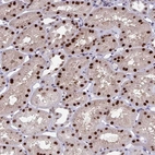 Immunohistochemical staining of human kidney shows strong nuclear positivity in cells in tubules.