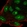 Anti-C14orf39 Antibody