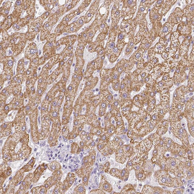 Anti-ZNF280B Antibody