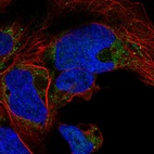 Immunofluorescent staining of human cell line HEK 293 shows localization to mitochondria.