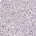 Anti-MUS81 Antibody