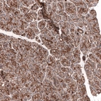 Immunohistochemical staining of human pancreas shows strong membranous positivity in exocrine glandular cells.