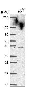 Anti-CYHR1 Antibody