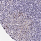 Anti-LTK Antibody