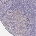 Anti-LTK Antibody