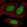 Anti-ZNF182 Antibody