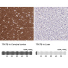 Anti-TTC7B Antibody