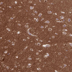 Immunohistochemical staining of human cerebral cortex shows strong positivity in neuropil.