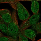 Anti-FAM89A Antibody