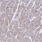 Anti-SLC9A6 Antibody