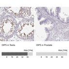Anti-OIP5 Antibody