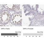 Anti-OIP5 Antibody