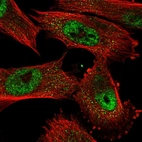 Immunofluorescent staining of human cell line U-251 MG shows localization to nuclear speckles.