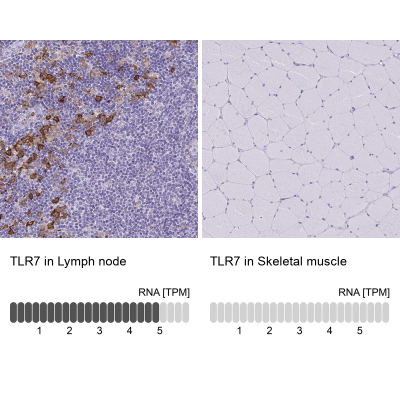 Anti-TLR7 Antibody