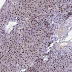 Immunohistochemical staining of human pancreas shows weak to moderate nuclear positivity in exocrine glandular cells.