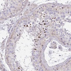 Anti-C19orf54 Antibody