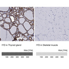 Anti-IYD Antibody