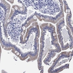 Immunohistochemical staining of human small intestine shows moderate cytoplasmic positivity in glandular cells.