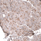 Immunohistochemical staining of human pancreas shows moderate membranous positivity in exocrine glandular cells.
