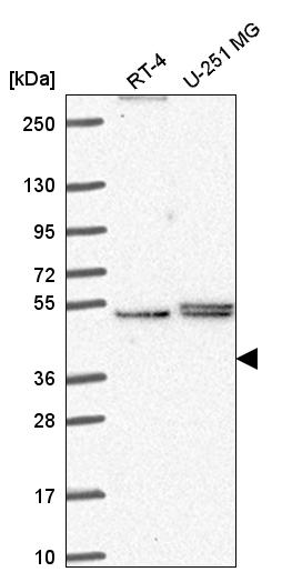 Anti-PHAX Antibody