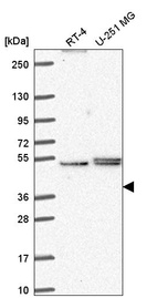 Anti-PHAX Antibody