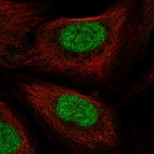 Immunofluorescent staining of human cell line U-2 OS shows localization to nucleus.