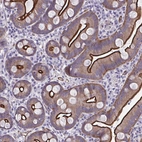 Immunohistochemical staining of human small intestine shows strong positivity in apical membrane and cytoplasm in glandular cells.