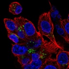 Immunofluorescent staining of human cell line Hep G2 shows localization to the Golgi apparatus.