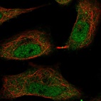 Anti-TMEM107 Antibody