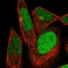 Immunofluorescent staining of human cell line RH-30 shows localization to nucleus, nucleoli & the Golgi apparatus.
