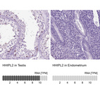 Anti-HHIPL2 Antibody