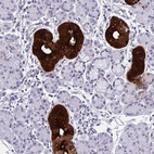 Anti-KLK1 Antibody