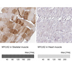 Anti-MYLK2 Antibody