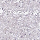 Anti-MYLK2 Antibody