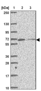 Anti-MYLK2 Antibody