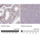 Anti-PUF60 Antibody