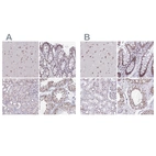 Anti-PUF60 Antibody